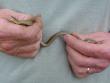 First garter snake we have seen this season.
