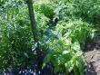 Basil companion planted with tomatoes.