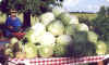 Cabbages waiting to be made into sauerkraut.