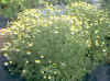 Chamomile plants in bloom.