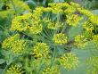 Giant heirloom dill as used in pickles.