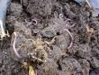 These hard working earthworms are a sign of rich soil and no chemical bug killers.