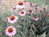 Echinacia, or purple coneflower, is used in teas and tonics.