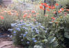 Colorful perenial flowers in bloom.