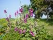 Hollyhocks covered with blooms in various shades of purple. 