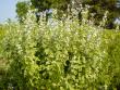 Seven-foot tall Marsh Mellow plant in full bloom.