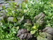 Mixed greens from my garden.