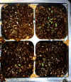 Oregano sprouts peeking through the soil.