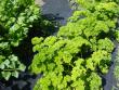 Fresh parsley growing along side of cutting celery.