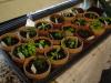 Herb setouts in terra cotta pots.