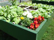 Square foot gardening raised boxes.