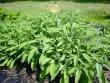 A vigorous stand of sage.