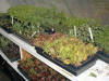 Trays of setouts in the greenhouse.