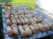 Butternut squash curing prior to storage.