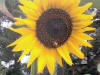 A honey bee is collecting pollen on this sunflower.