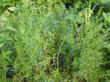 French taragon growing in the herb garden.