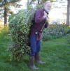 Bob carrying 40-60 pounds of basil on his back.