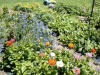 Blooming flowers and beans growing together in the main garden.