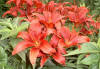 Colorful red lillies are some of the many flowers in the garden.