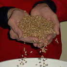 Organic whole wheat berries - locally grown.