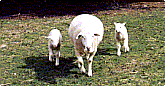 Mamma ewe with lambs in tow.
