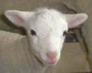 This happy lamb is learning his way around the barm while sticking close to Mama.