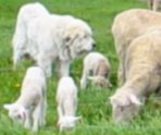 Molly, a five-year old female Great Pyrenees guard dog, watches over the sheep and lambs as they feed on the lush spring grass.