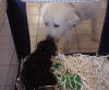 Pilgrim and Shiloh, the big Pyr mama, touch noses through playpen.