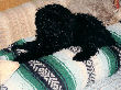 Black miniature poodle Charlie Brown