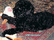 Black miniature poodle Charlie Brown