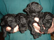 Four black miniature poodle pups - one week old.