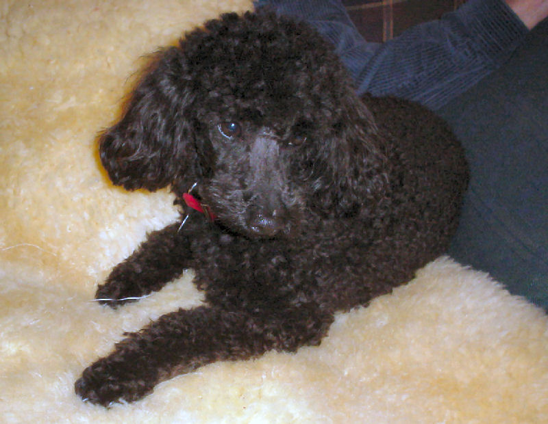 black miniature poodle puppy
