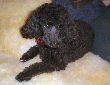 Pilgrim, a black male miniature poodle, is a father to be.