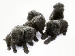 Black miniature poodle pups at four-weeks of age.