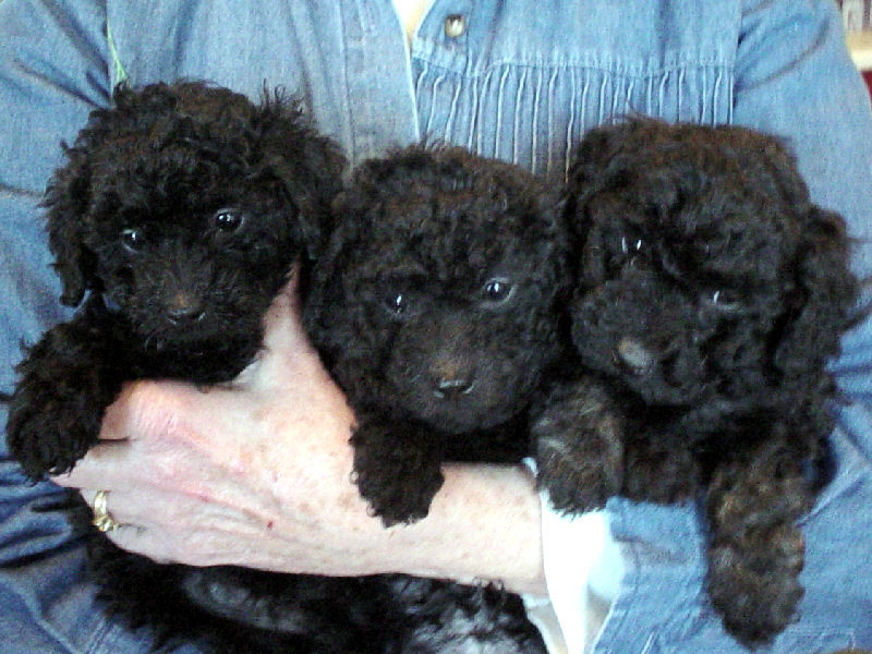 black miniature poodle puppy