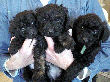 Black miniature poodle puppies at five weeks.