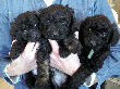 Black miniature poodle puppies at five weeks.