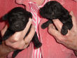 Poodle pups at one week.