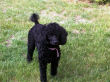 Addie, a black miniature poodle.
