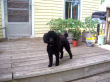 Addie guards the porch.