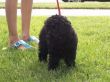 Belle, another black miniature poodle.