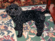 Sam, the black minature poodle.
