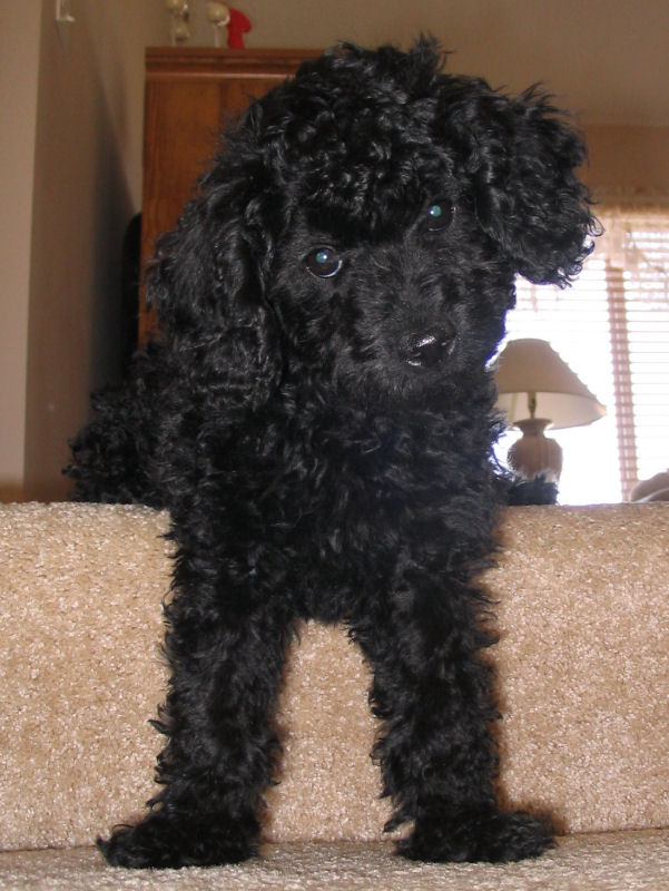Black toy poodle full grown online