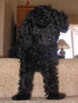 Black miniature poodle Chloe Ann.