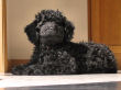 Black miniature poodle Chloe Ann.