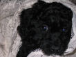 Black miniature poodle Chloe Ann.