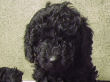 Black miniature poodle pups.