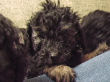 Black miniature poodle pups.