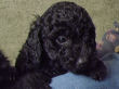 Black miniature poodle pups.