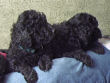 Black miniature poodle pups.